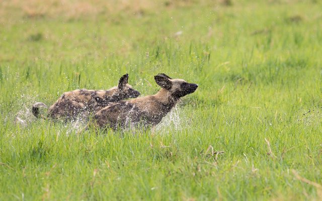 5-Day Xaoo Safari Camp & Camp Khwai Delta Safari