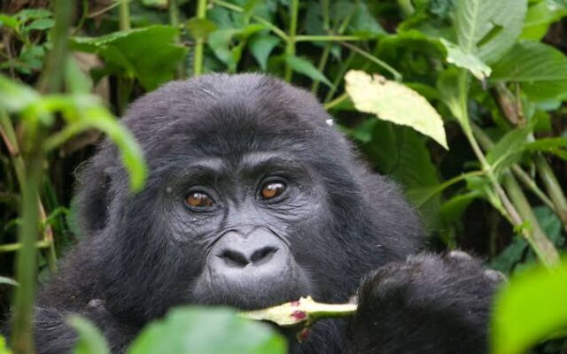 5 Day Rwanda Gorilla and Akagera