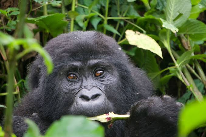 5 Day Rwanda Gorilla and Akagera