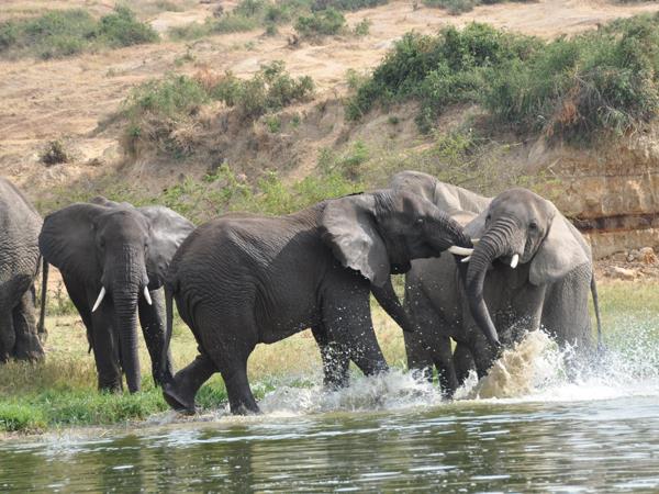 5 days Safari Big Five south Africa