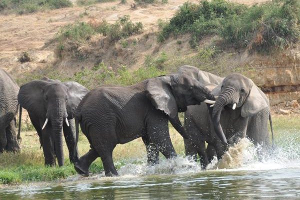 5-Day Luxury Safari Big Five