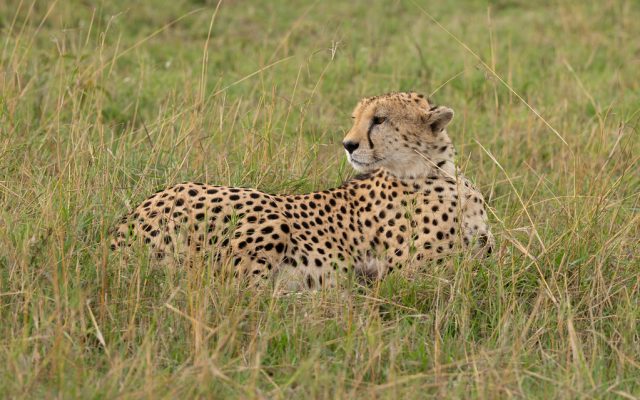 6 Days Classic Tanzania Safari