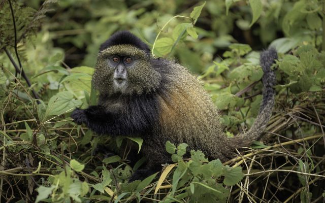 5 Days Rwanda Gorilla & Nyungwe Chimps Tour