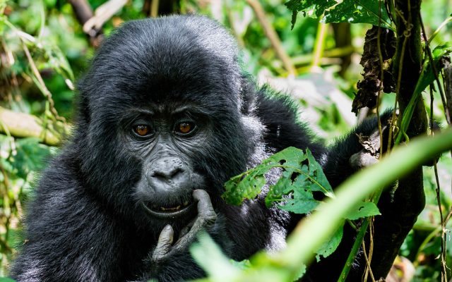 5 Day Gorillas and Queen Elizabeth from Kigali