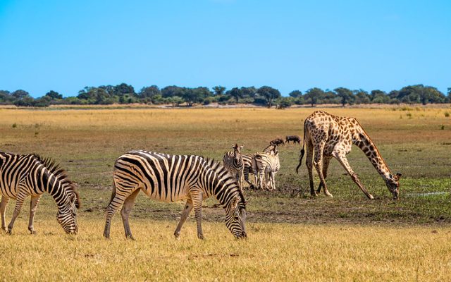 2-Day Chobe and Victoria Falls Combo, from Zimbabwe Side