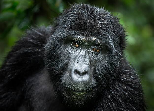 6 Day Gorillas, Chimps & Wildlife