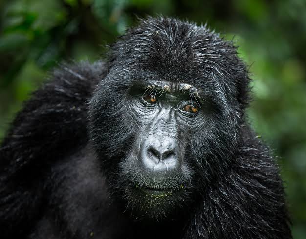 6 Day Gorillas, Chimps & Wildlife
