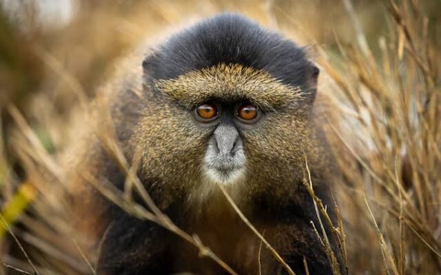 6 Day Rwanda Primates Tour