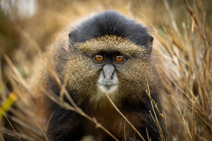 6 Day Rwanda Primates Tour