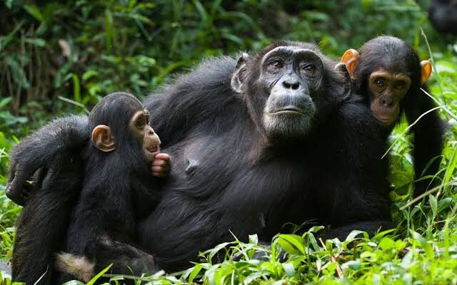 6 Day Uganda Primates Trekking
