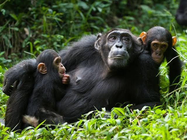 6 Day Uganda Primates Trekking
