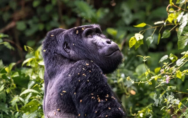 7 Day Primates Safari (Gorillas & Chimpanzees)