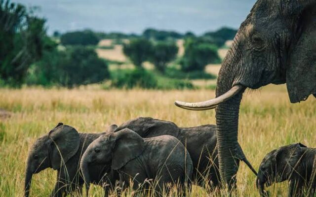 7 Days Uganda Wildlife Safari