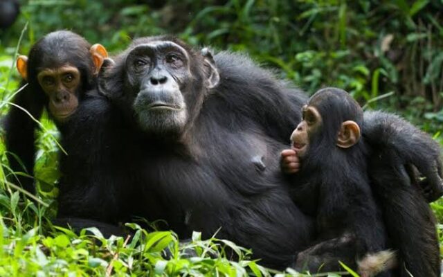 8 Day Rwanda and Uganda Gorilla Tour