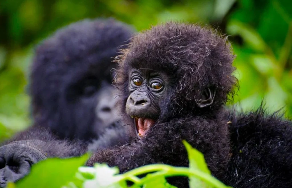 Baby mountain gorilla in Uganda rainforest with adult gorilla