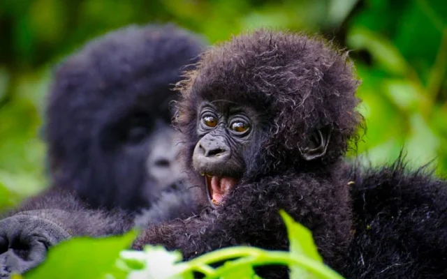 8 Day Wildlife and Gorilla Safari