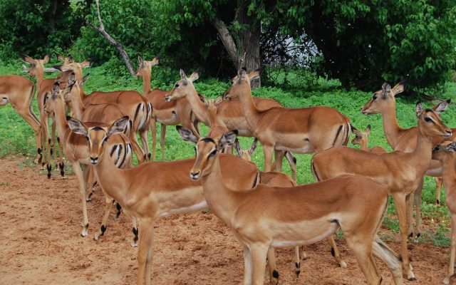 6-Day The Perfect Botswana Family Safari