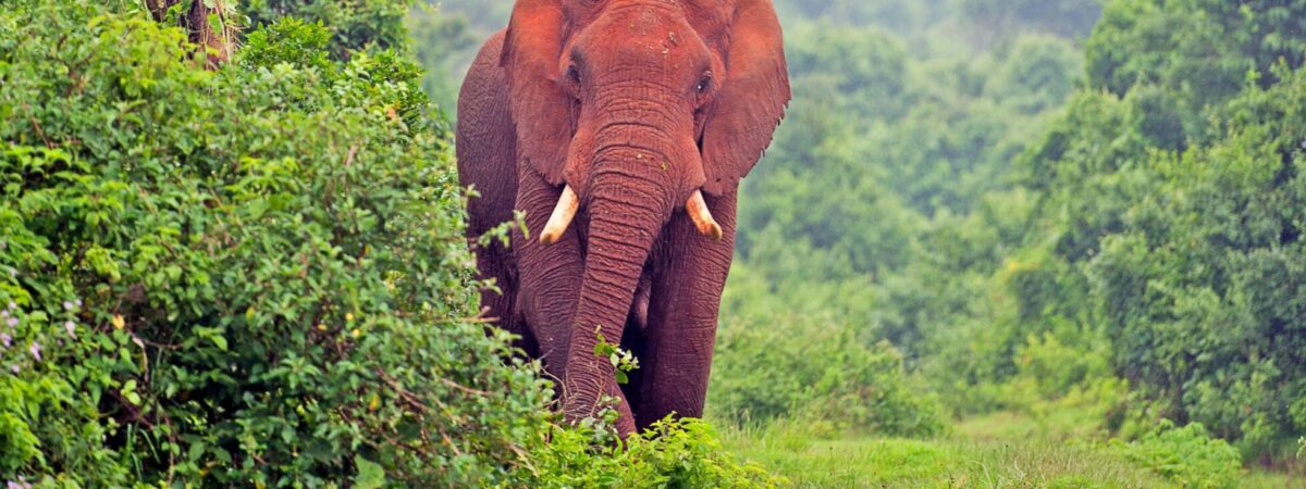 Aberdare National Park