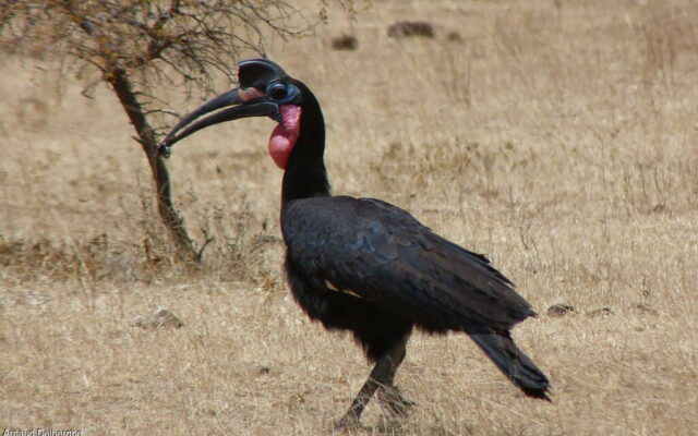 Abyssinian Ground Hornbill