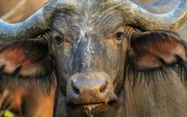 African Buffalo