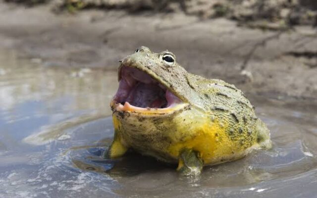 African Bullfrog
