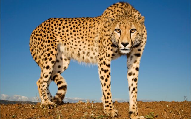 African Cheetah