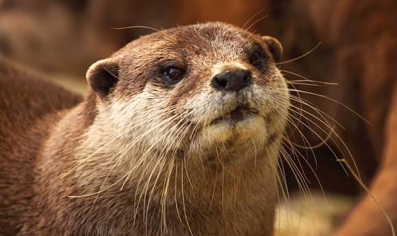 African Clawless Otter