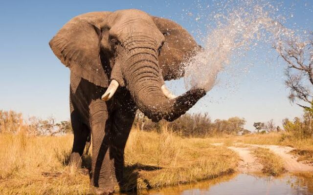 African Elephant