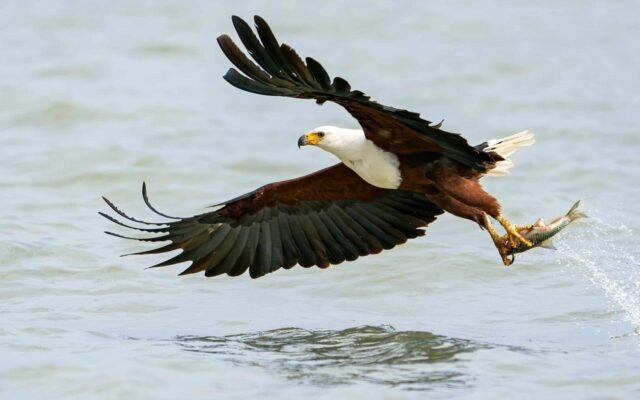 African Fish Eagle