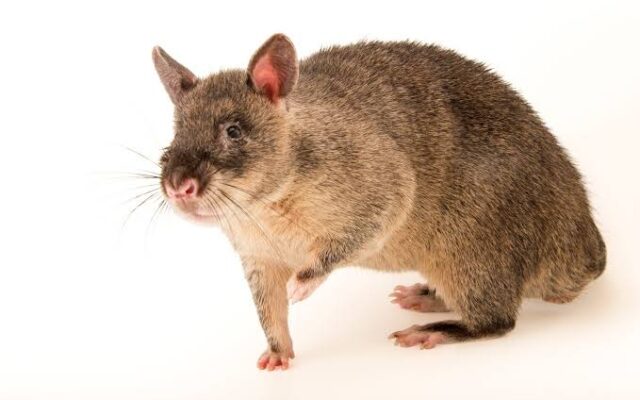 African Giant Pouched Rat
