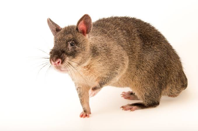 African Giant Pouched Rat