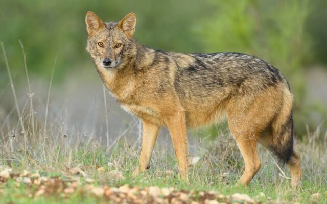 African Golden Wolf