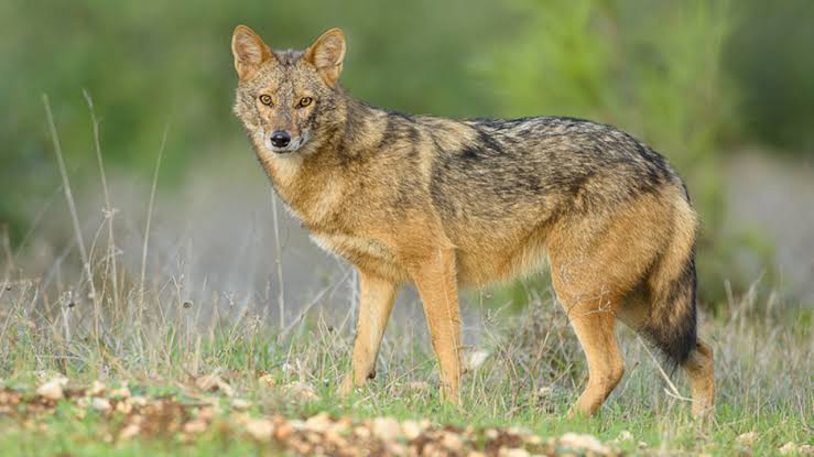 African Golden Wolf