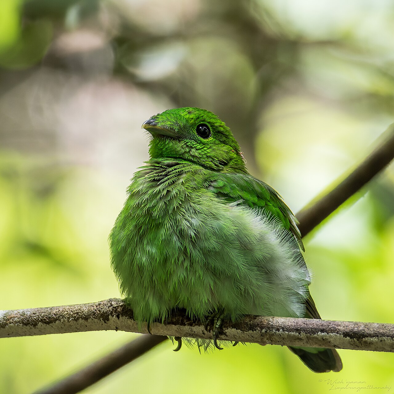 African Green Broadbill