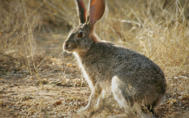 African Hare