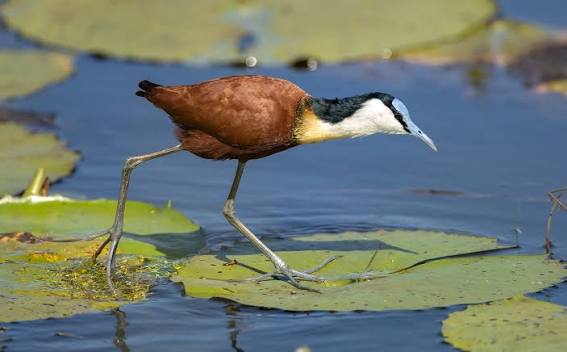 African Jacana
