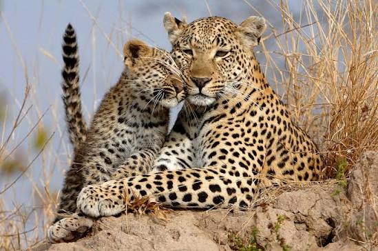 African Leopard