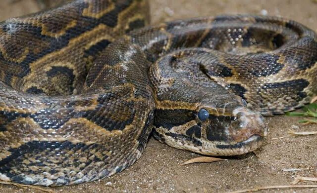 African Rock Python