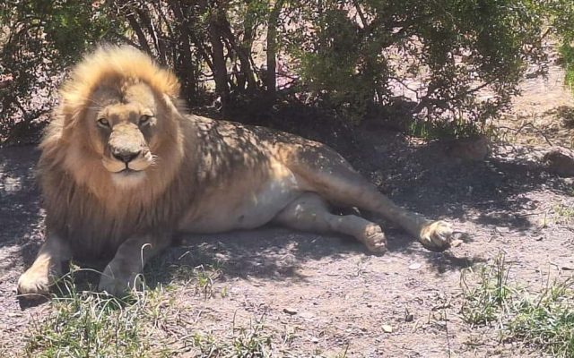 4-Day Aquila Big 5 Safari Game Reserve from Cape Town