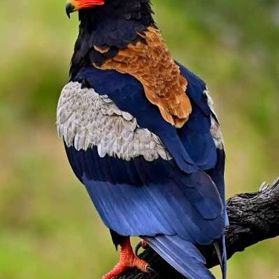 Bateleur