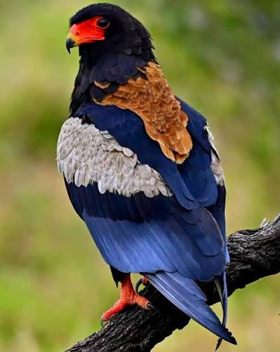 Bateleur