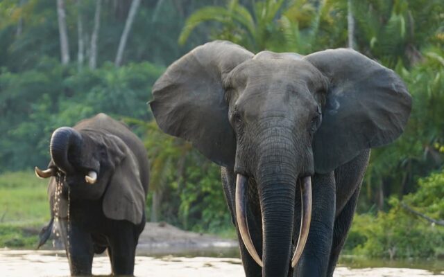 Best Time to Visit Uganda