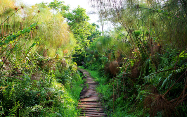 Bigodi Wetland Sanctuary