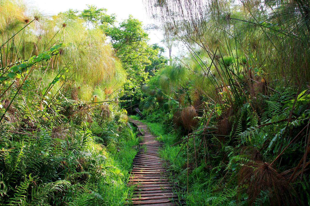 Bigodi Wetland Sanctuary