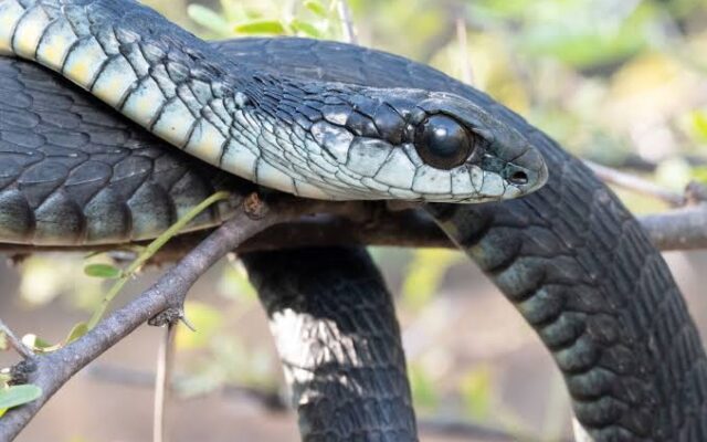 Black Mamba