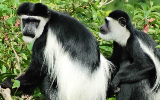 Black-and-white Colobus Monkey