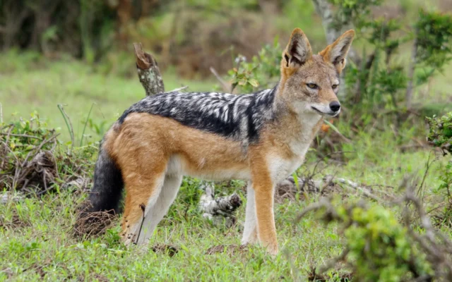 Black-backed Jackal