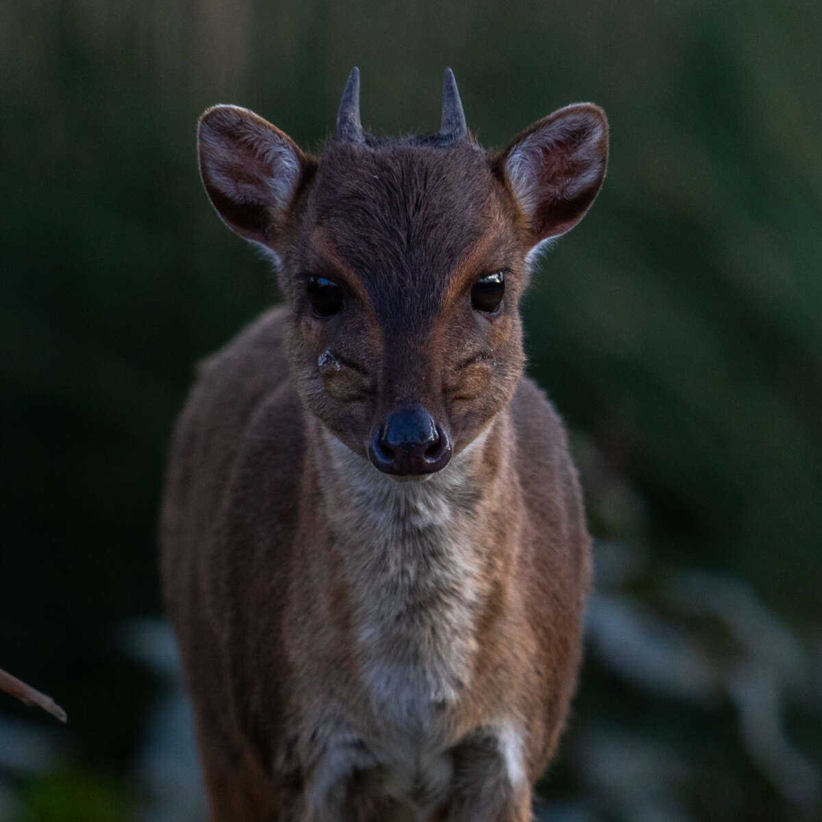 Blue Duiker