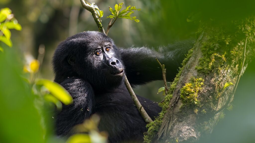 Book gorilla permit Bwindi