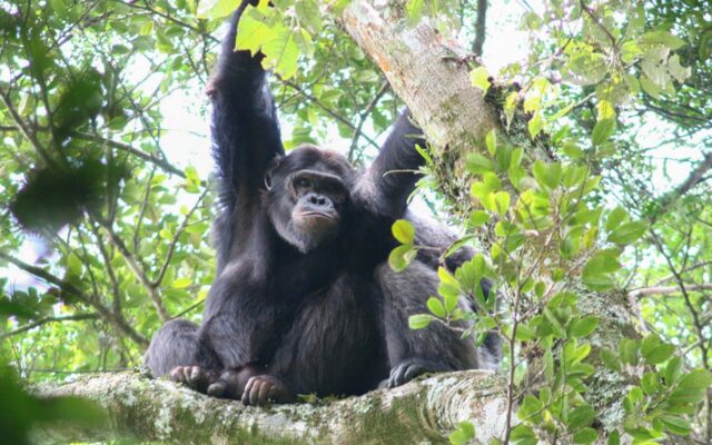 Uganda Safari Booking